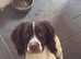 English springer spaniel for stud