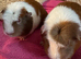 Guinea pig sows young adults