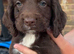 Cocker spaniel boys