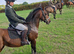 13 yr old nf x welsh mare 14.2hh