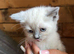 7 ragdoll kittens