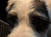 Parson terrier