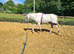 ivy 4 year old 15.2 thoroughbred mare