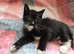 2 Beautiful Female Kittens – Ready Now, Vet Checked & Litter Trained £120 Each