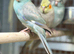 Kakaraki parrot
