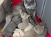 British shorthair kittens