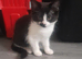 Kittens for sale