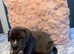 Cane corso x pressa canario