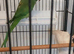 2 Indian Ringneck parakeets