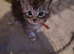 5 stunning mainecoon kittens available for reserve