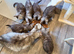 Female Maine Coon Kitten - 12 weeks