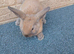 Lop lionheads