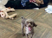 Sweeny is a proven stud dog