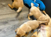 Beautiful Litter Of Labrador Puppies Ready To Leave