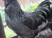Araucana hatching eggs ( Large, tailed) Blue, blue/green.