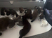 Stunning kittens ready now domestic X ragdoll lovelyColours