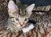 Two kittens avalible 10 week old