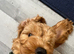 Male cockapoo