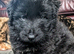Stunning  straight backed long haired GSD puppies