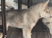 Siberian Husky Puppies