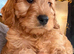 F1B Toy Cockapoo puppies 2girl 1boy left