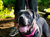 Beautiful cane corso bitch