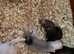 Half & semi angora Kits available