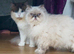 2 beautiful chunky per-rag kittens