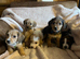 Poogles beagle x mini poodle