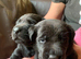 Kc registered black Labradors