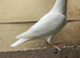 PURE WHITE LOGAN PIGEON