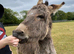 Pair of bonded donkeys