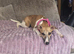 9 month brindle and white female whippet