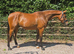 17.1hh Homebred Waldo van dungen gelding
