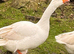 2 Embdens geese (breeding pair)