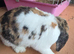 Stunning gorgeous girl mini lop