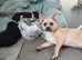 Bullhuahua Boys  French Bulldog Mam - Chihuahua Dad