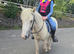 Gelding 12hh