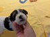 Health Tested parents, Active full Biewer Terrier Puppies Ready for their Adventures.