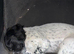 7 month sprocker male