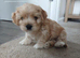 Boy Cavachon for sale