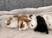 Pure bred Mini lops mixed litter