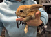 Adorable baby rabbits for Sale