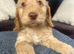 Beautiful Cockerpoo Puppies
