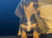 miniature dachshund boy READY NOW