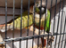 Pineapple / Green Cheek Breeding Pair