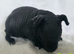 Beautiful skinny pig baby boars