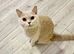 British shorthair Lilac