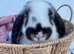 Giant pure bred French lop rabbits will be huge bunnies