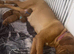 Dogue de Bordeaux for sale